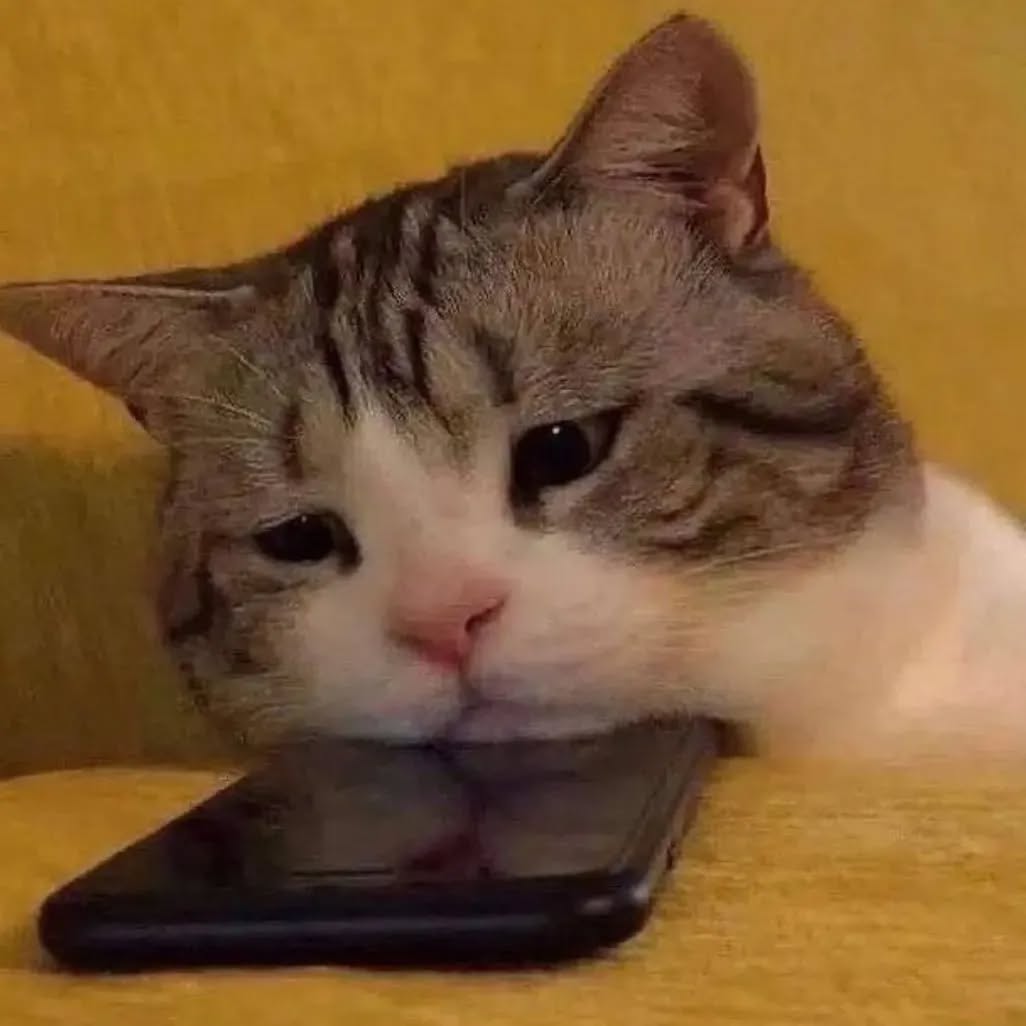슬픈 고양이